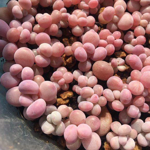 桃蛋变桃林粉嫩得让人想搭窝居住