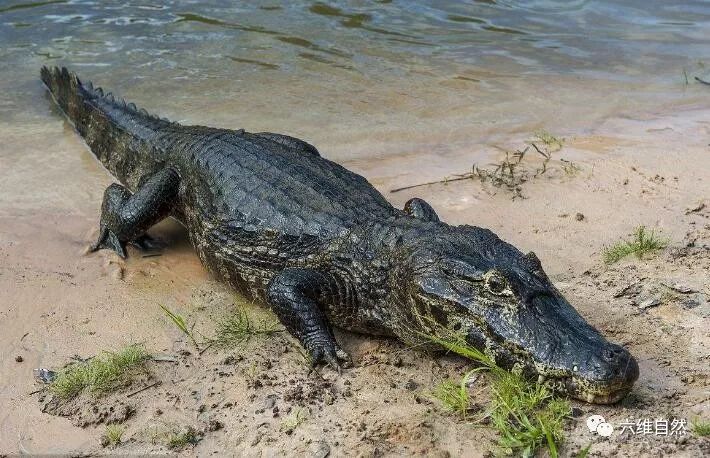 没成年森蚺遇到成年鳄鱼,结果是不出所料!