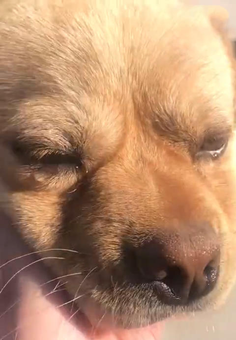 男子离家五年,再回来时遇到当年养的那条狗,狗哭的瞬间网友泪崩