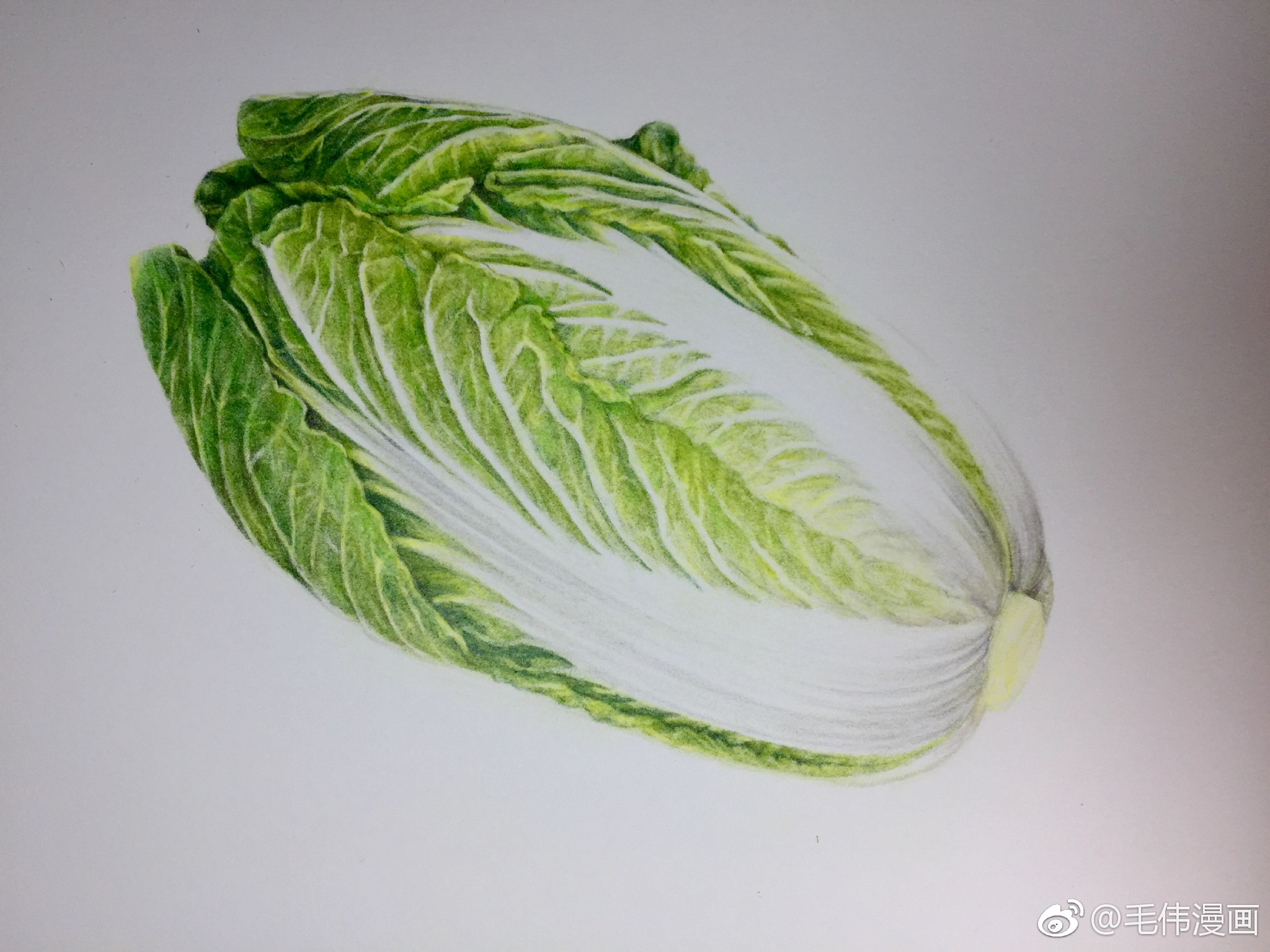 绿盒油性120色彩铅 获多福细纹水彩纸  作者:@毛伟漫画 67白菜,百财