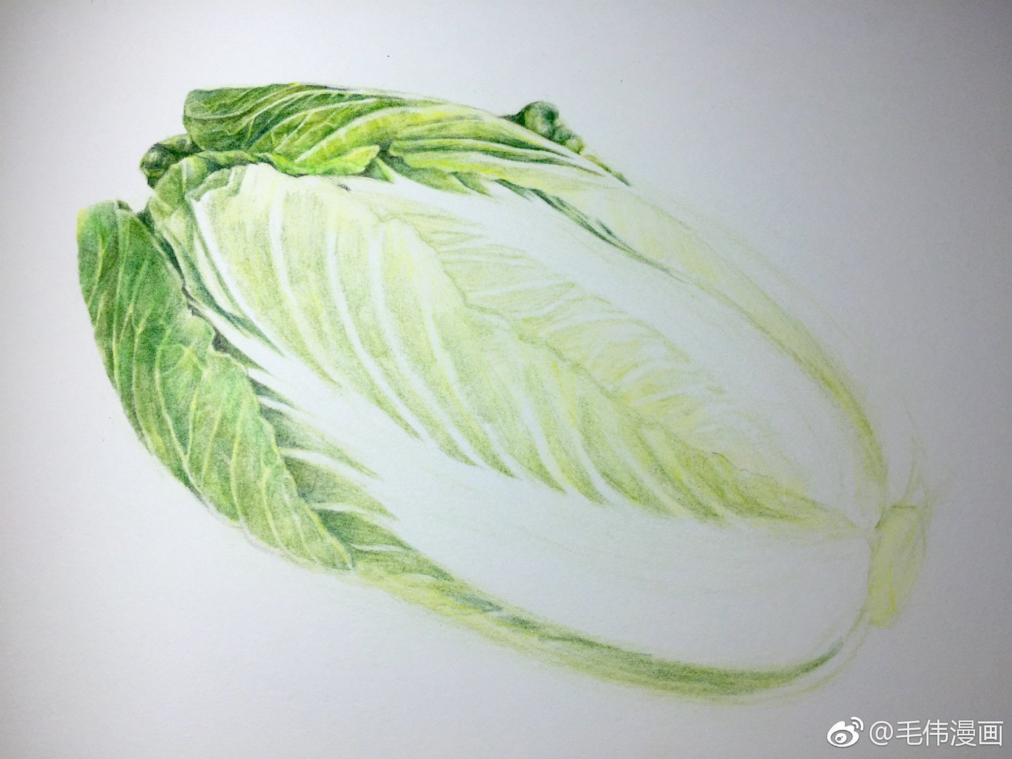 白菜,百财! 画材|百财|画材|水彩纸_新浪新闻
