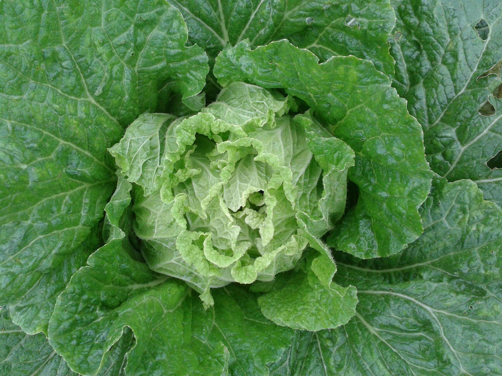 白菜尽量少吃,最好不吃,知道为什么吗?早知早好