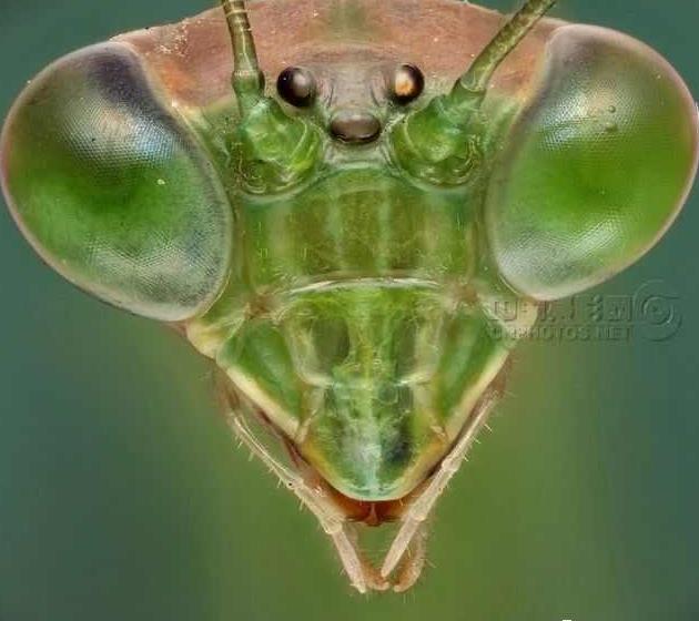 展"艺术(商业)类"银奖作品(附点评)|植物园|电子居住证|虫豸_新浪新闻