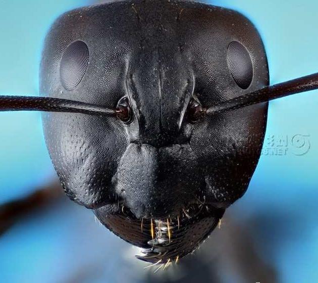 虫豸肖像——蚂蚁▲3. 虫豸肖像——蜜蜂▲4. 虫豸肖像——蜻蜓 55.