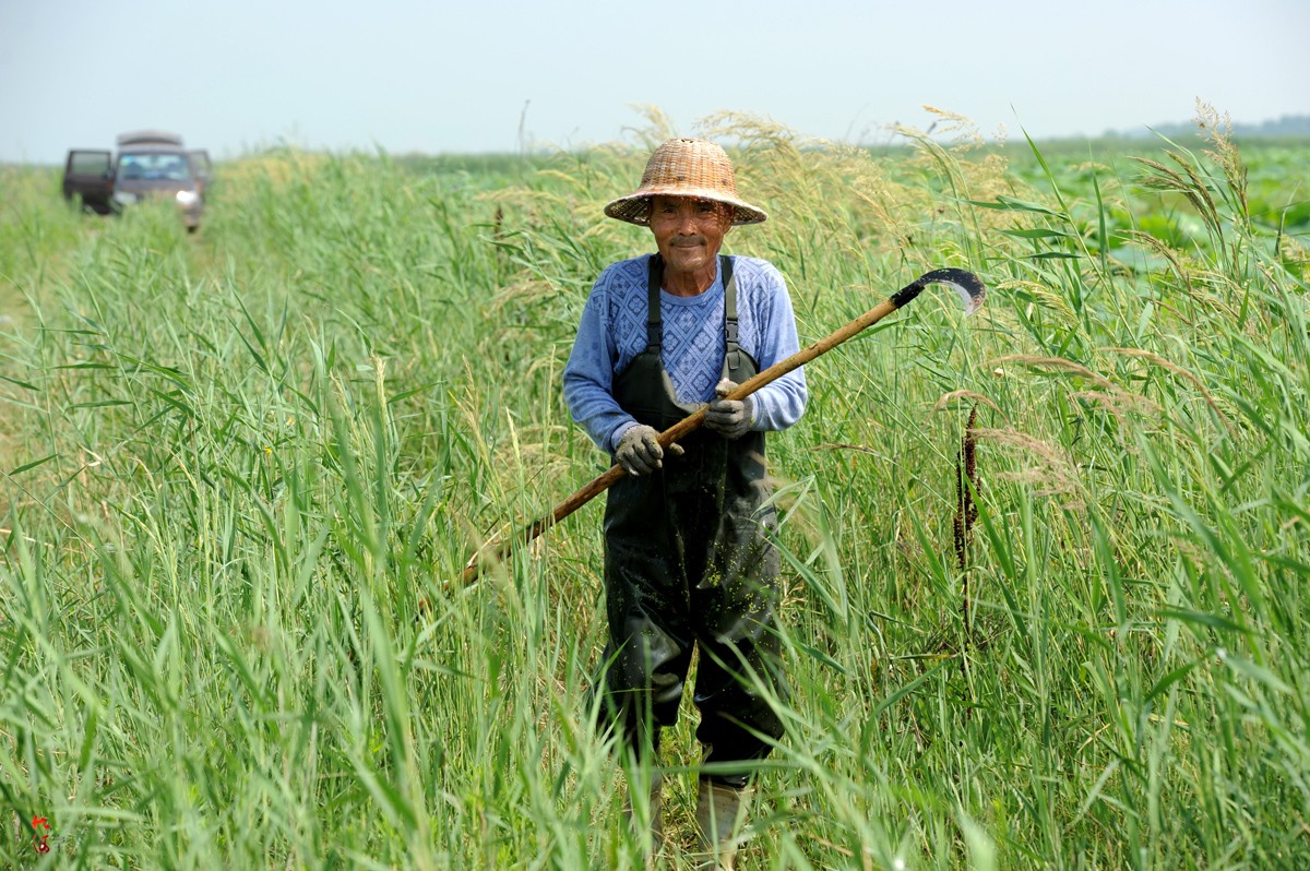 割草也是种职业莲藕种植户从百里外请来专业割草人日薪百元