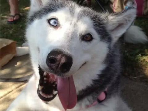 这些图告诉你 为何二哈是世界上最二的狗狗 没有之一