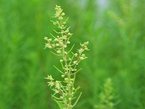 盐碱地里生长的特色野菜，清热消积、治瘰疠——碱蓬的栽培技术|碱蓬|盐碱|蒿子|幼苗|播种_新浪新闻