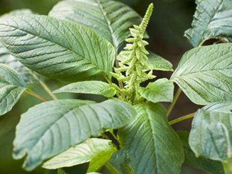 农村特色野菜人汉菜,可缓和止痛,清热解毒,明目,你吃过没?