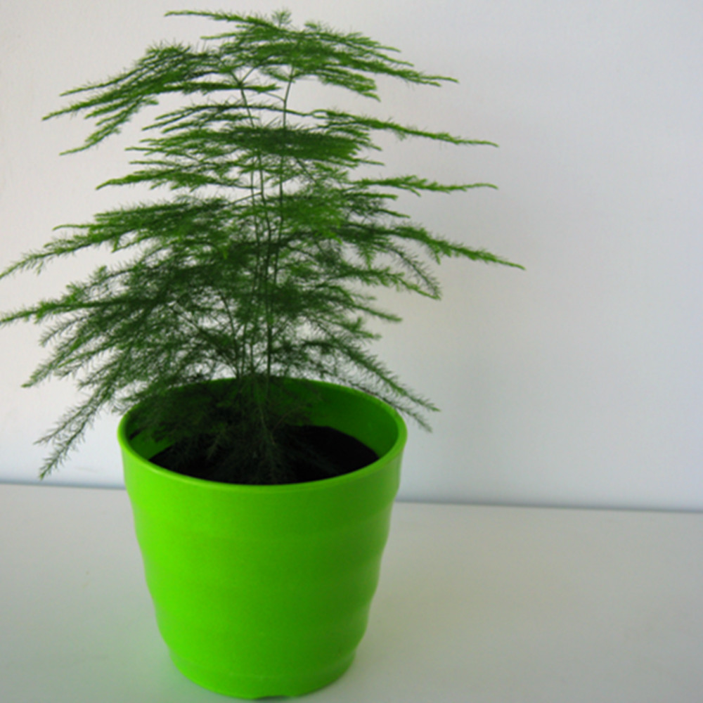 这3种盆栽懒人最爱养,简单管理就能让它爆盆