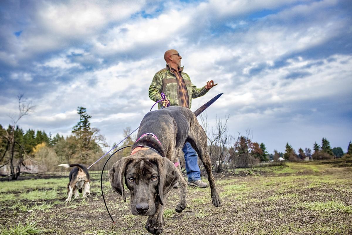 中国名犬入围全球4大猎犬榜单其中它把狼当成玩物虐狼成瘾