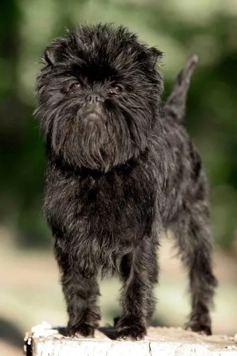 猴脸梗——地球上长得最像孙悟空的狗|玩具型|德斯蒙德|梗犬_新浪新闻