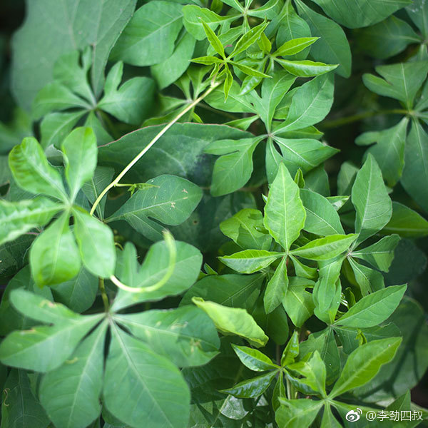 五爪金龙学名ipomoeacairical