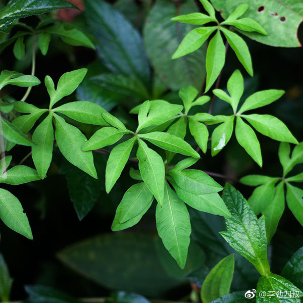 五爪金龙学名ipomoeacairical