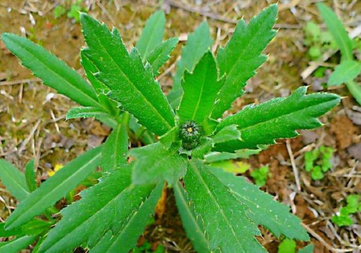 农村一种满身是刺的贱草曾是穷人的救命菜如今10元一斤