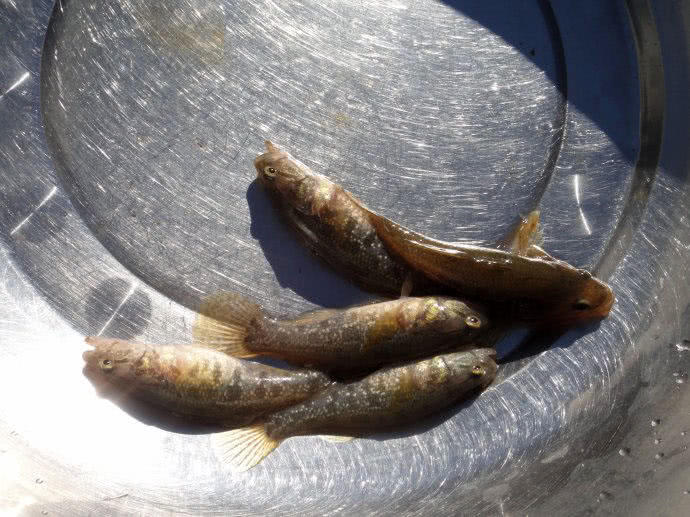 东北泡子里的老头鱼不多大功夫就可钓到三五斤