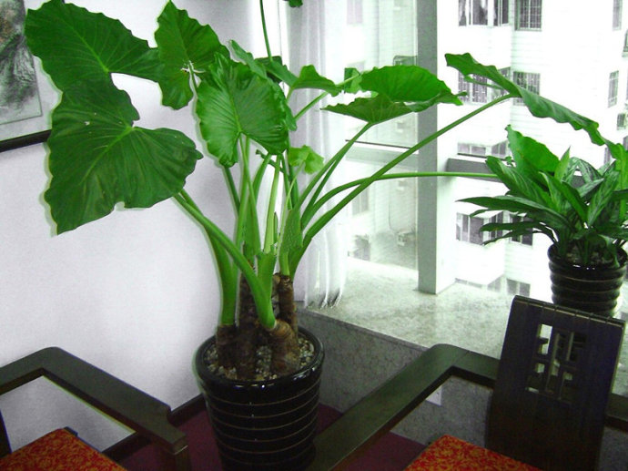 滴水观音土培步骤,好看又好养,爆盆很简单!|滴水观音|叶片|枝条_新浪