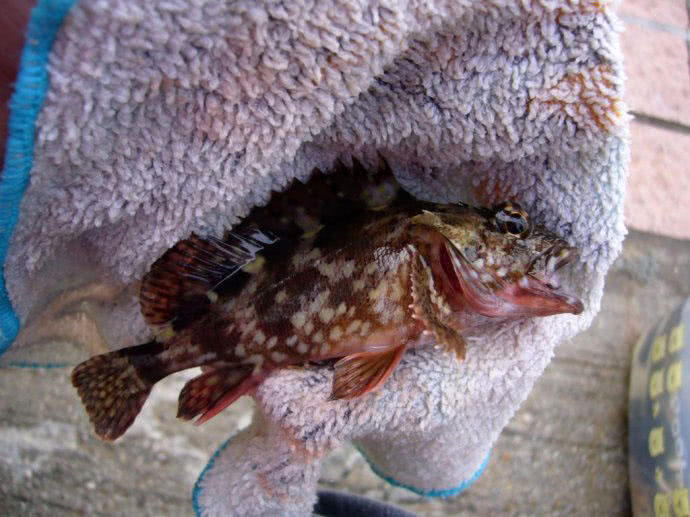 内地的钓鱼人估计没见过这种鱼福建当地叫小石斑学名石九公