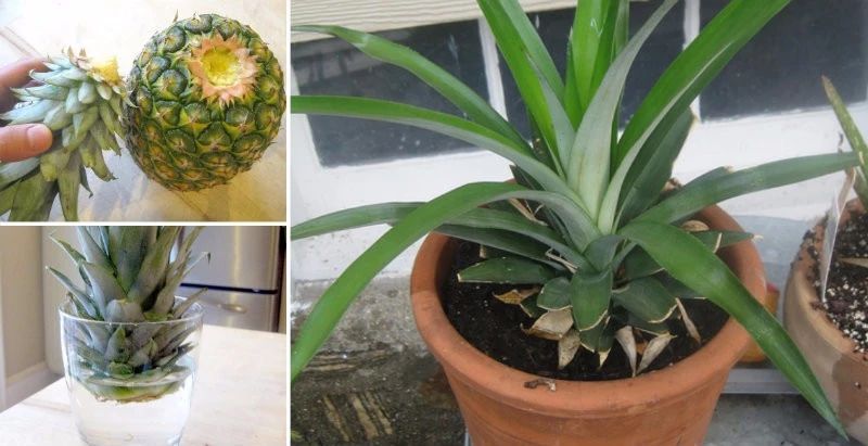 以上的光照,过了一两个月之后,你就能得到一盆非常靓丽的菠萝盆栽了