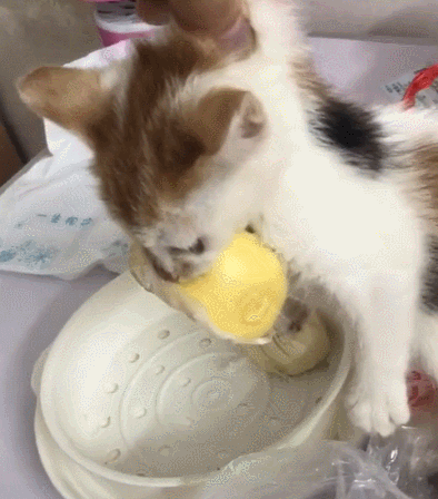 铲屎官:馋猫,非常经典的文章,不看后悔