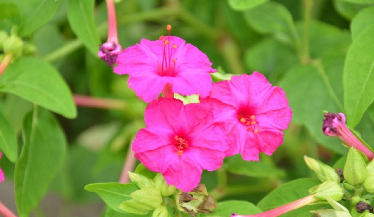 农村有种花叫"地雷花",作用有很多,您若遇见不要轻易采摘