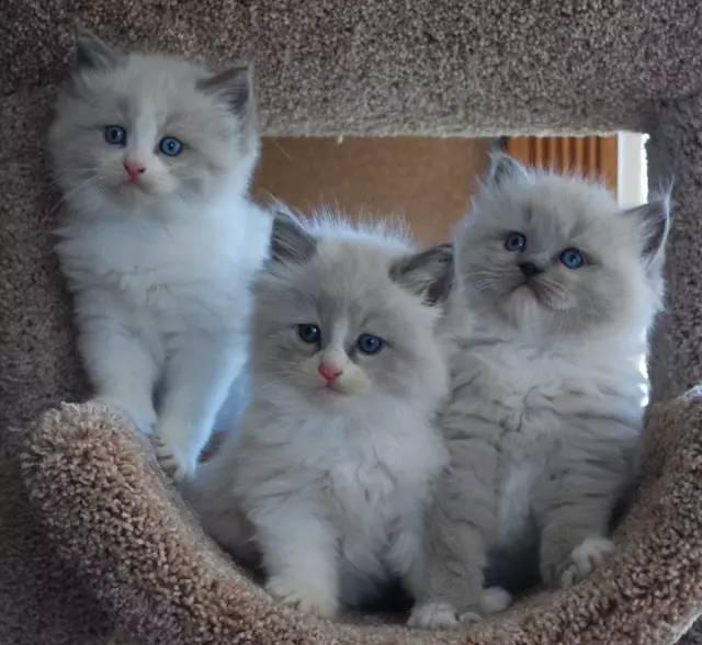 各种傲娇、蠢萌的猫大人用英语怎么说?