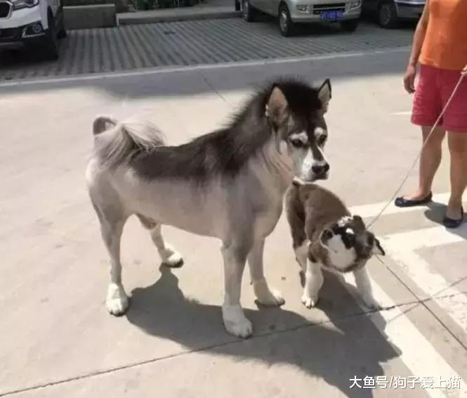 阿拉斯加|阿拉斯加犬|造型_新浪新闻