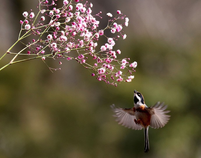 花蕊冒香气,鸟雀舞翩跹