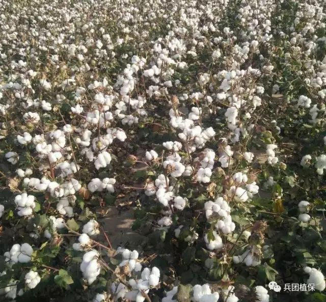 机采棉脱叶剂使用技术要点|脱叶剂|母液|乙烯利_新浪网