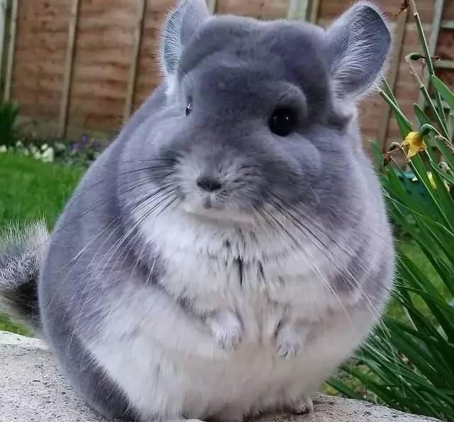 龙猫|毛皮|灭绝_新浪新闻