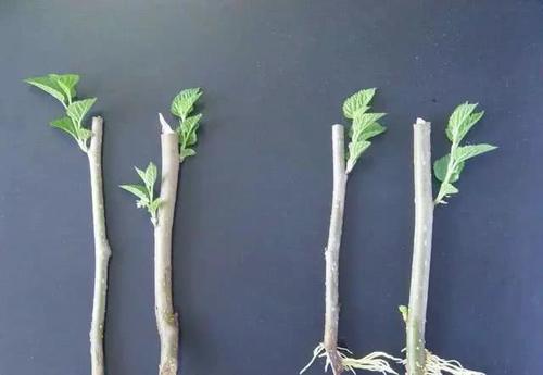 家庭花卉常用扦插方法,一招多用,可真不错!|植物|土壤|枝条_新浪新闻