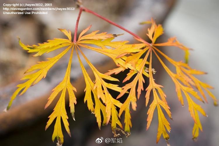 羽毛枫在枫树的分类里也占了很大的一部分