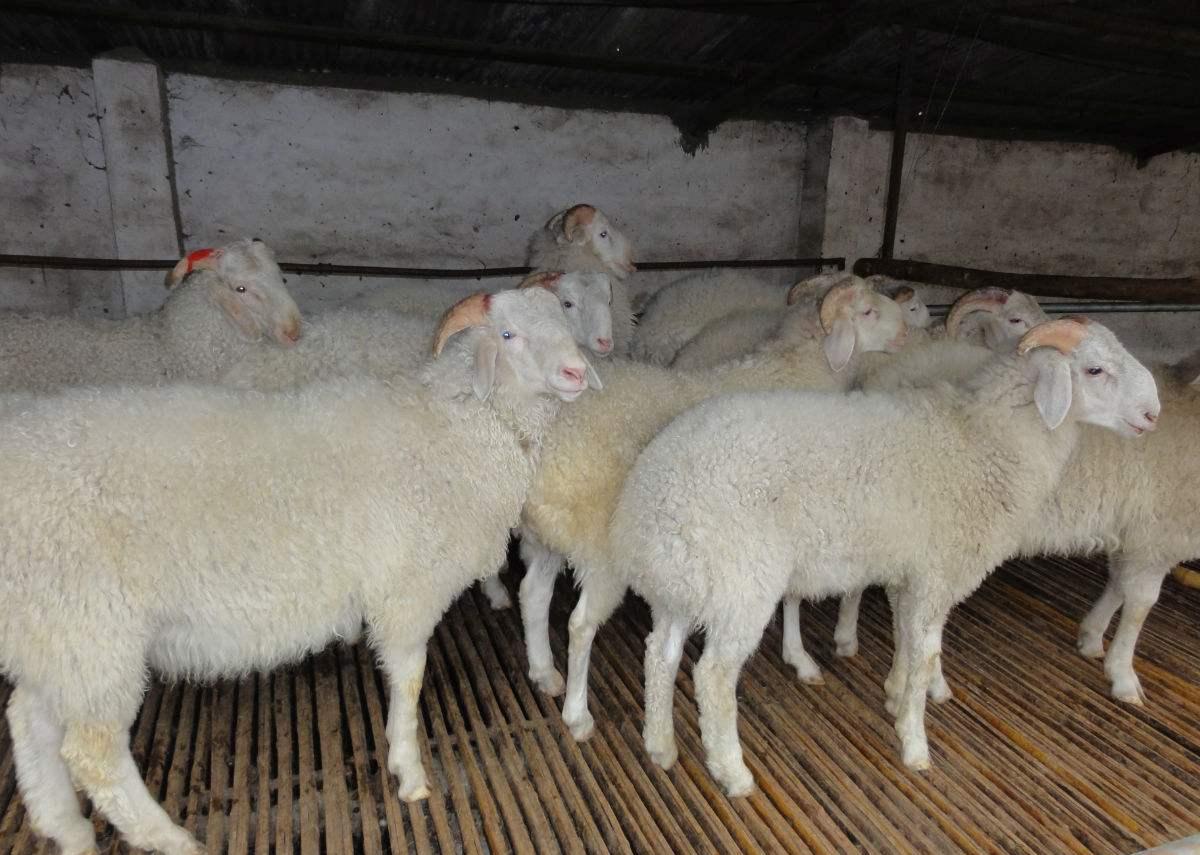 外地购羊死亡率高, 养羊户应怎样解决?