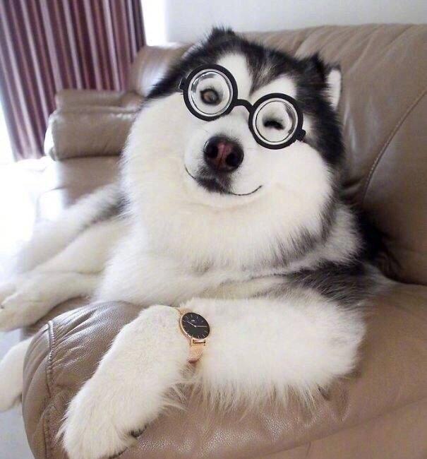 哈士奇的诱惑, 高端大气笑容撩人!