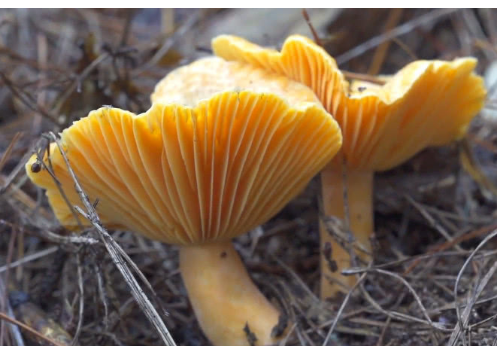野生的黄纵菌漫山遍野,一个下午就能采到一大堆,烤来吃非常香