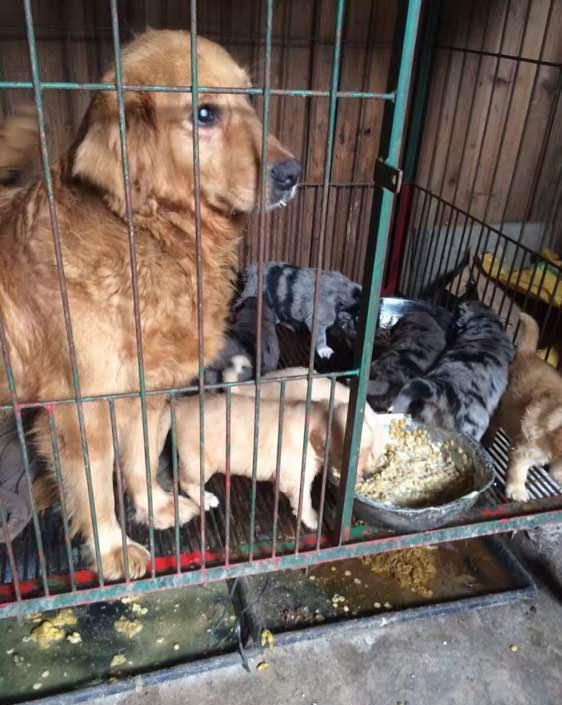 母金毛生出一群杂交品种, 主人怀疑它出轨了