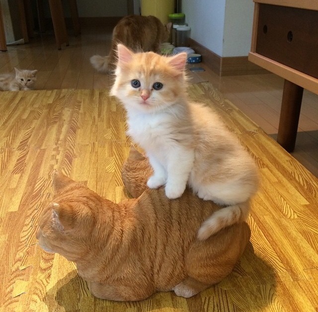 养了四只小猫咪的日本网友yuriyuri4mama家的一只母猫生了六只小猫|母猫|小猫咪|小猫_新浪新闻