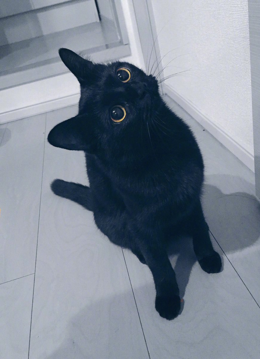 小黑猫怎么可以这么迷人_:(`」 ∠):_ :nez_9090