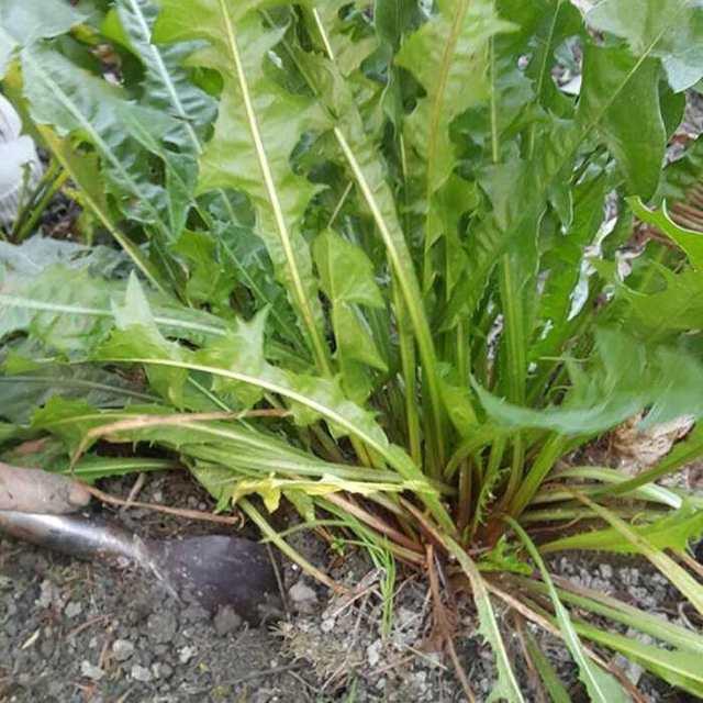 养胃还傻傻的靠吃药这些养胃食物要多吃修复胃粘膜促消化