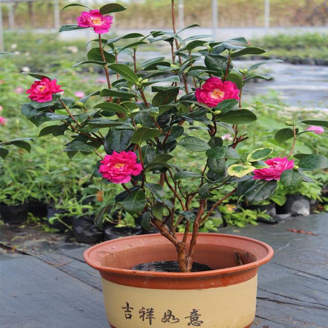 乡下有院子的别乱种树,8种长得好又易养的"贵族血统",种了没