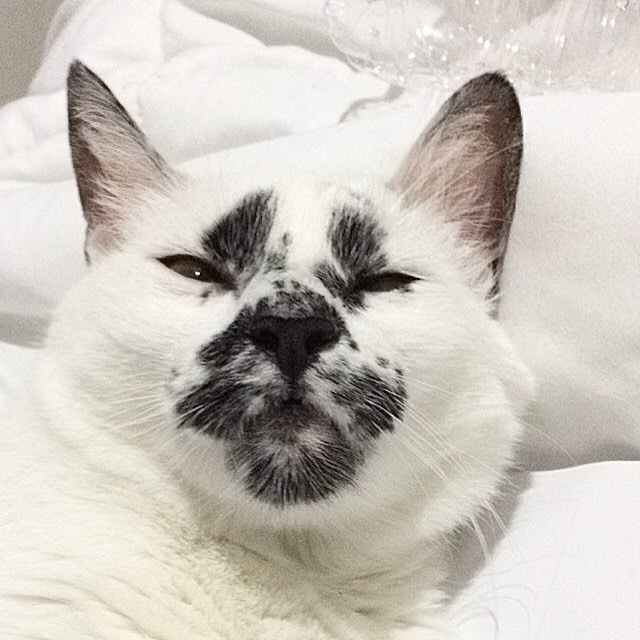 一只有特别花纹的斗鸡眼喵,把脸洗干净再出门好嘛