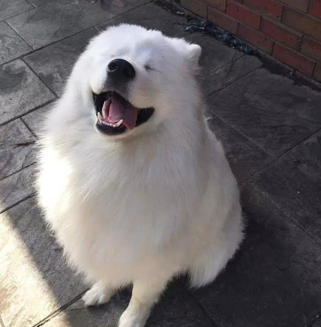 萨摩耶被誉为"微笑天使" 因为人家天生爱笑 有纯真的笑 ▼ 虽说术业有