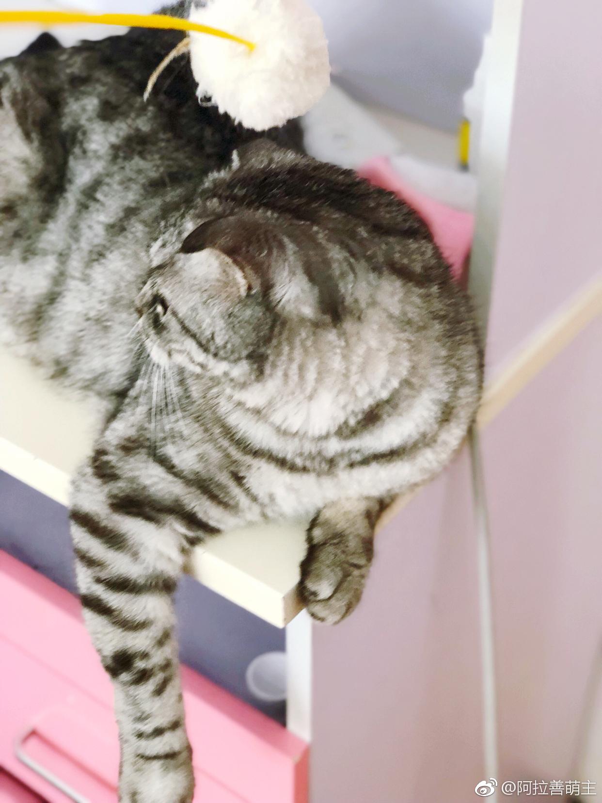 99%的可能性,二蛋猫的脸是噜噜猫给破相的!可怜我二蛋