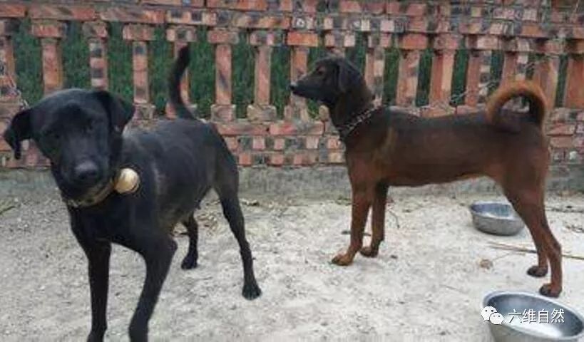 最喜欢爬山的犬,一入山林就不记得回家的青川犬|青川|猎犬|山林_新浪