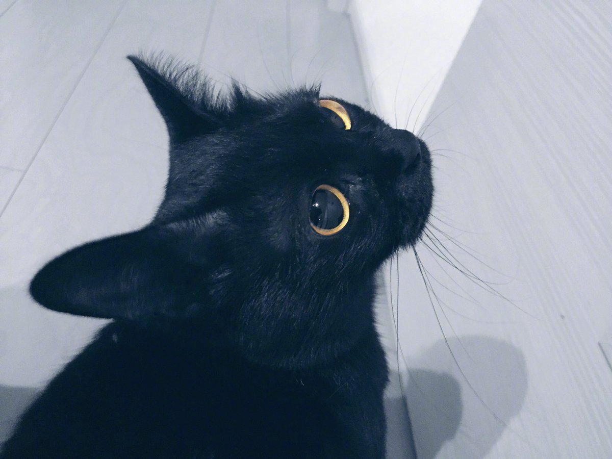 小黑猫怎么可以这么迷人_:(`」 ∠):_ :nez_9090