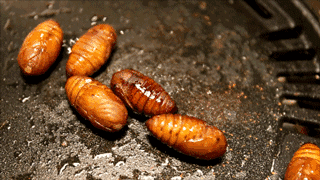 据说是东北的特产,一开始看到如此充满活力的蚕蛹还真是下不去口,但