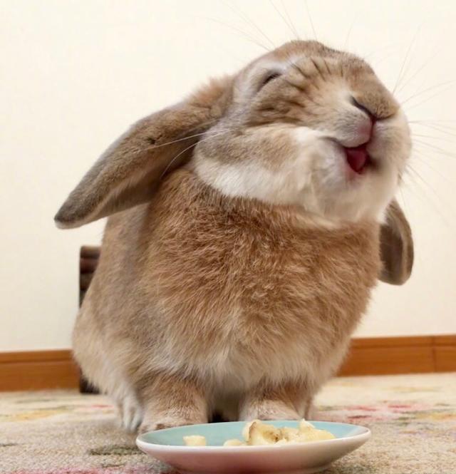 可爱宠物吃饱喝足出去玩儿,最后那位实在出不去呀!