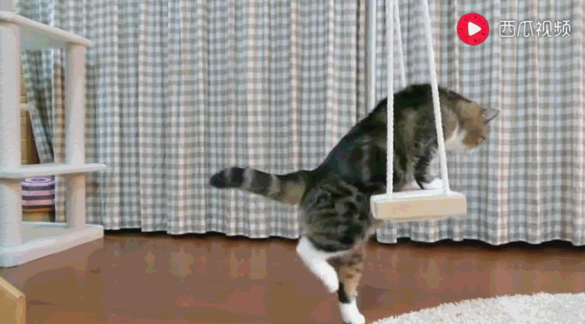 猫咪边荡秋千边敲鼓:时快时慢,时轻时重