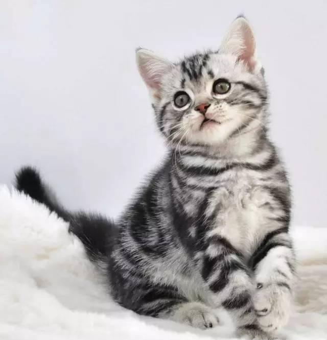 各种傲娇、蠢萌的猫大人用英语怎么说?