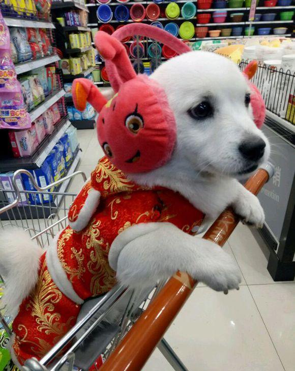 200元买了只小土狗, 带回家后, 却让我一天比一天苦恼