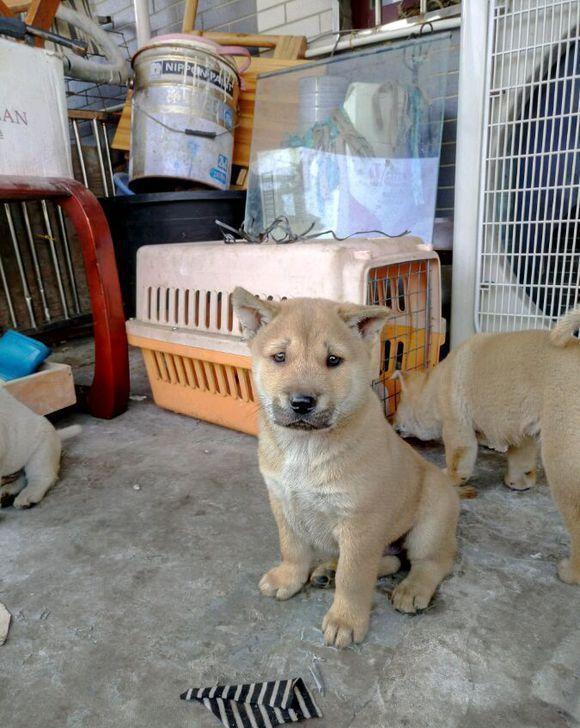 農村的中華田園犬沒人養村民養好你的寵物狗再來說